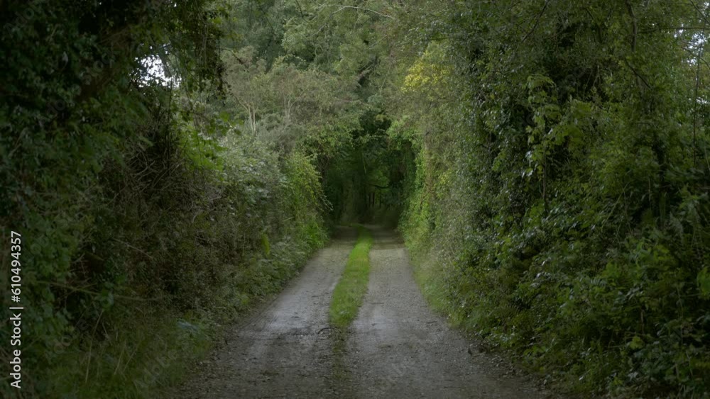 Dirt road makes tunnel through trees with rain in Ireland