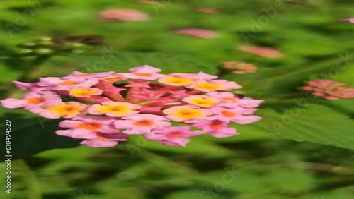 pink latana flower photo
