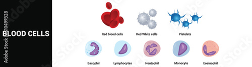 Type of human blood cells on white background