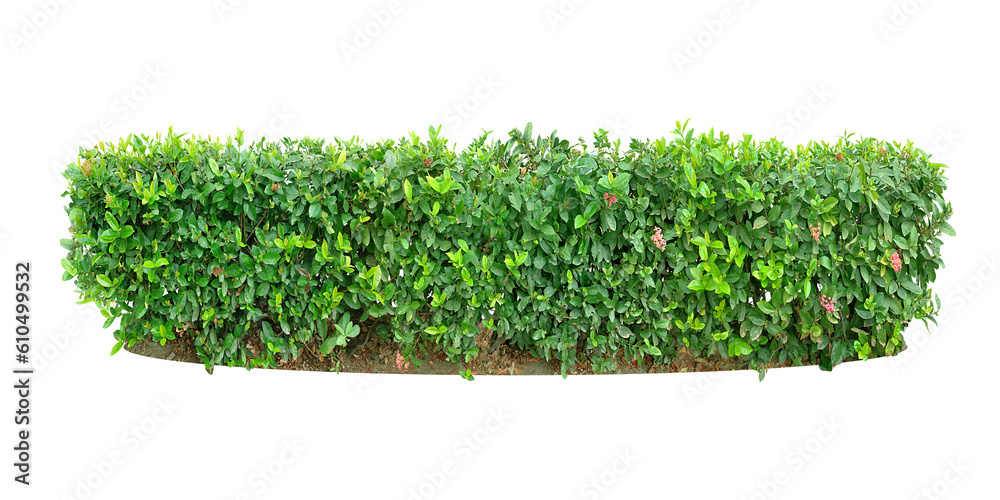 Ixora Ornamental plants and Green leafed bushes. (shrub) Square shape. For making fences and decorating the garden for beauty. (png)	