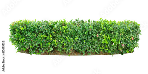 Ixora Ornamental plants and Green leafed bushes. (shrub) Square shape. For making fences and decorating the garden for beauty. (png)	