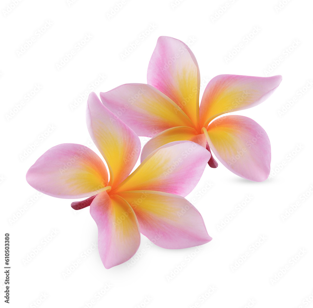 plumeria rubra flower isolated on transparent background (.PNG) plumeria rubra flower isolated on transparent background (.PNG)
