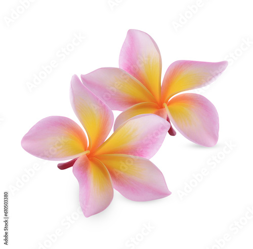 plumeria rubra flower isolated on transparent background (.PNG)