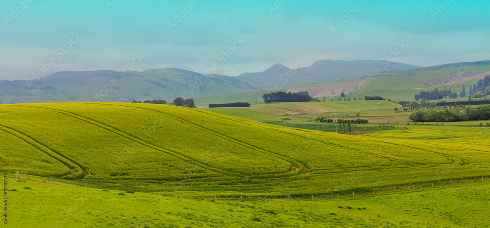 Green Fields as Rolling Hills with Tractor Tracks, Spring Landscape 