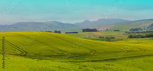 Green Fields as Rolling Hills with Tractor Tracks  Spring Landscape 