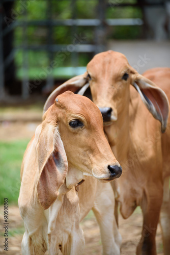 Young cows in the farm on summer season of Thailand