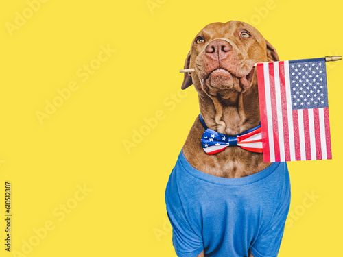 Cute brown puppy wearing a blue T-shirt and an American Flag bow tie. Close-up, indoors. Studio shot. Congratulations to relatives, relatives, friends and colleagues. Pets care concept