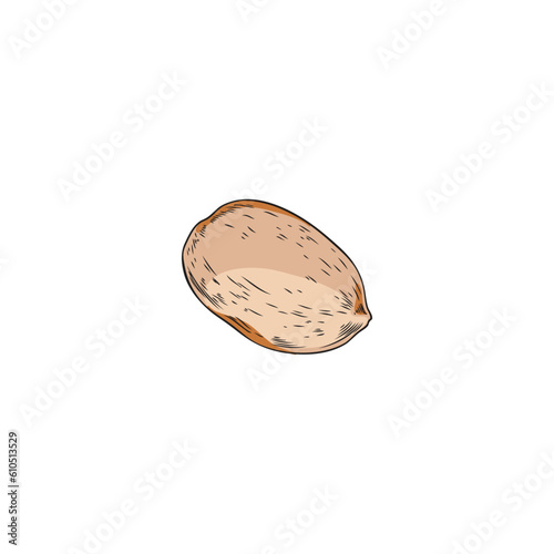 Hand drawn almond nut, colored sketch vector illustration isolated on white background.