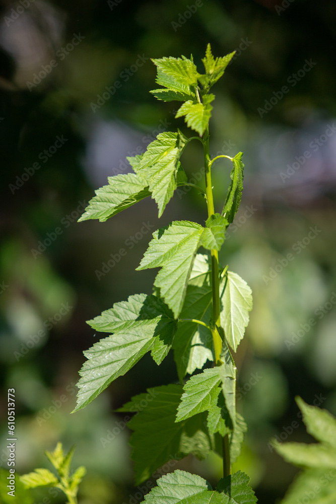 Green leaves of trees close-up on a blurred background. Green leaves of trees close-up on a blurred background.