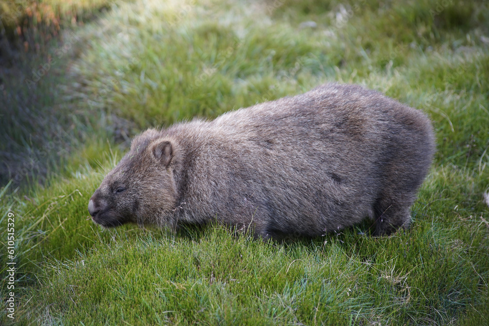Naklejka premium wombat, wildlife
