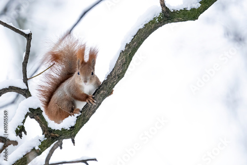 Wiewiórka siedząca na gałęzi w parku miejskim © Sylwester Popenda