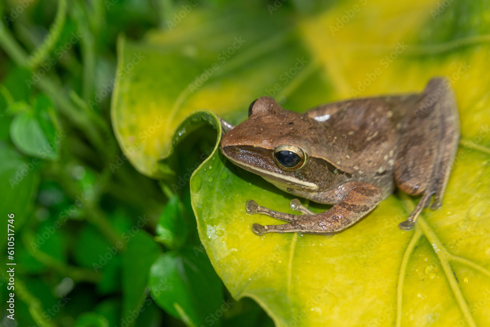 A Polypedates leucomystax, commonly called Striped tree frog, perches on leaf A Polypedates leucomystax, commonly called Striped tree frog, perches on leaf
