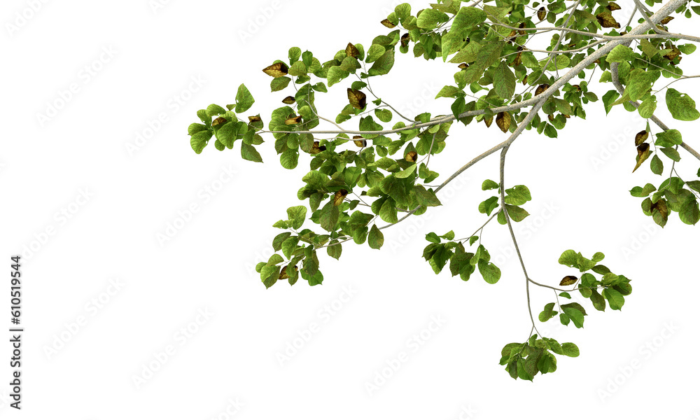 Green leaves isolated on white Green leaves isolated on white