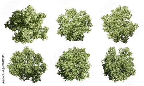 Collection top view tree isolated on white background	