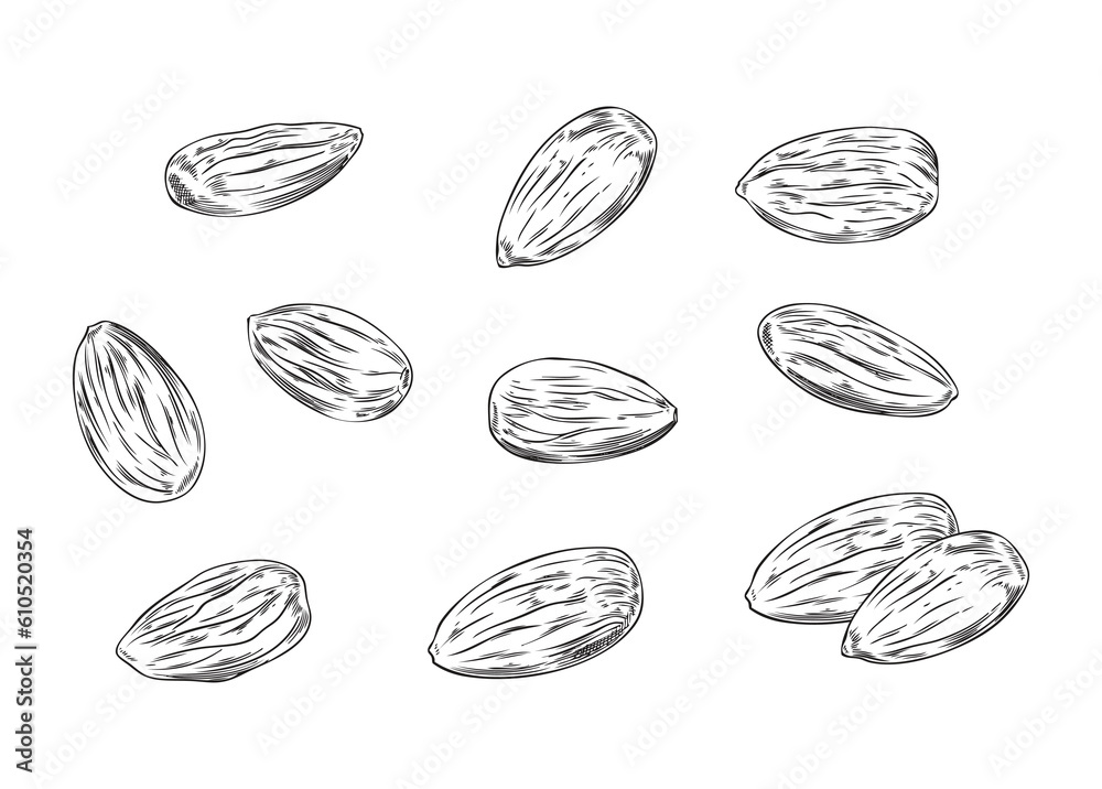Set of various almond nuts, monochrome sketch vector illustration isolated on white background. Set of various almond nuts, monochrome sketch vector illustration isolated on white background.