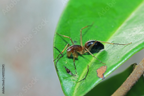 A mimic red ant spider on green leaf