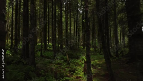 Wallpaper Mural Dense forest full of trees in natural light with lush green foliage, aerial Torontodigital.ca