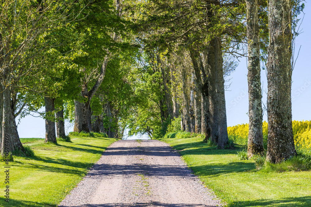Gravel road in a beautiful leafy avenue of trees