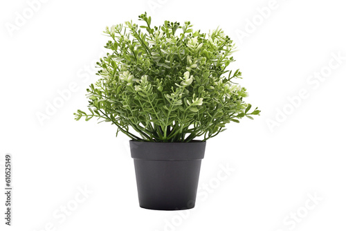 fresh herbs in a pot with white background.Plant pot transparent.Plant pot PNG image.