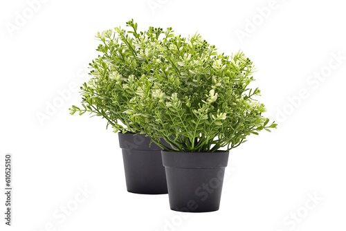 fresh herbs in a pot with white background.Plant pot transparent.Plant pot PNG image.