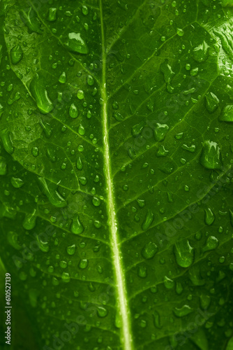 Green Leaf with many Droplet. Natural Green Surface Texture Background. Concept of Environmental Care and Sustainable Resources.