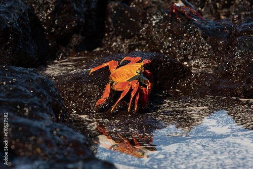 A Sally Lightfoot (Grappus grapsus) crab by the waters edge.  Also known as the Red Rock crab. Galapagos. photo