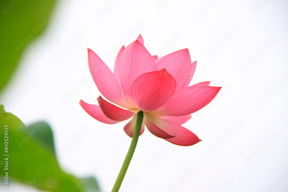 연꽃 연꽃