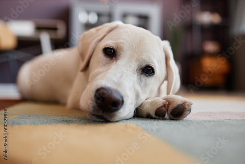 Closeup portrait of cute white labrador puppy looking at camera laying head on paws, copy space