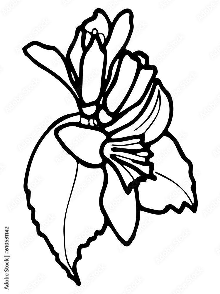 Contour drawing of lemon leaf and flowers. JPEG botanical illustration of lemons for stickers, creating patterns, wallpaper,
wrapping paper, postcards, design, fabric, prints on clothes, embroidery.