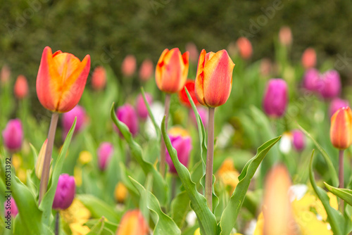 Close-up of a colorful spring tulip flower meadow