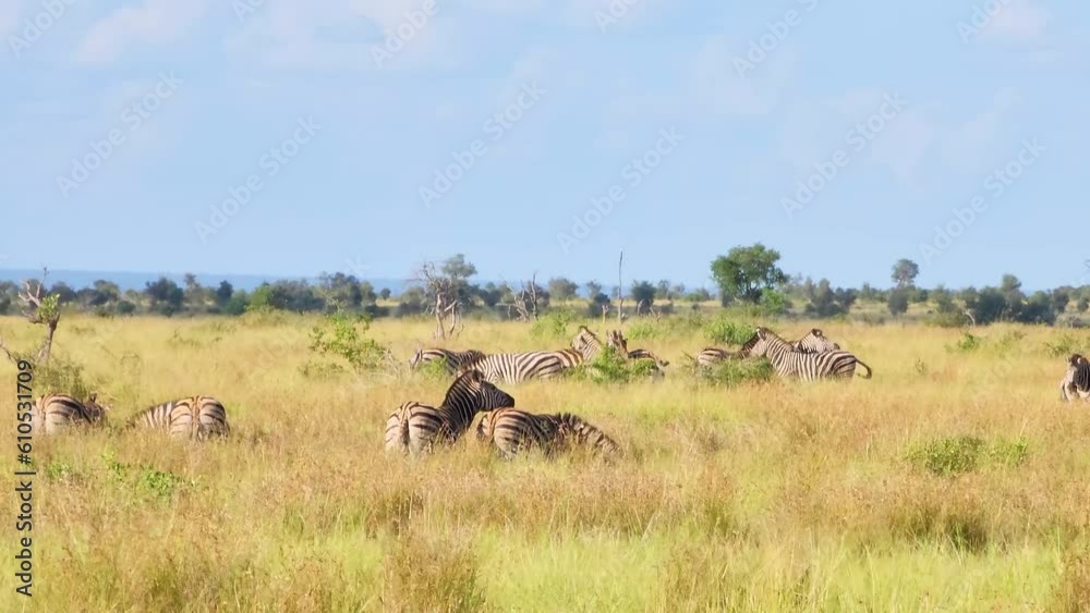 Large herd of Burchell's Plains zebras, Equus quagga burchelli, grazing on the half dry vegetation Large herd of Burchell's Plains zebras, Equus quagga burchelli, grazing on the half dry vegetation