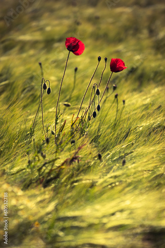 Roter Mohn blüht im Weizenfeld und wiegt sich im Wind. Dynamische Bewegungsunschärfe.