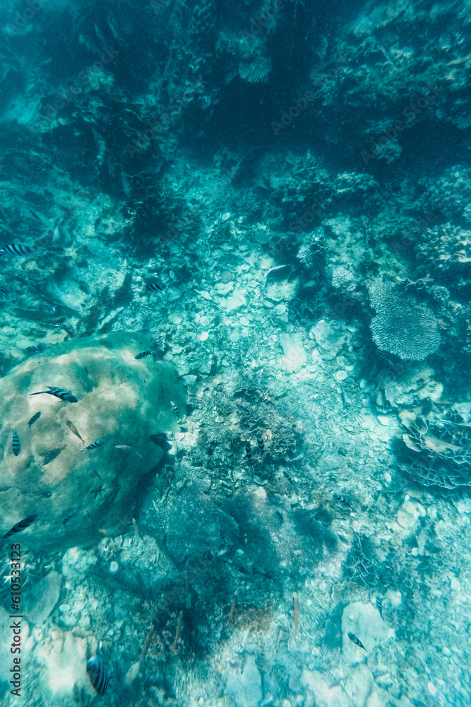 Fototapeta premium Under the sea corals and fish