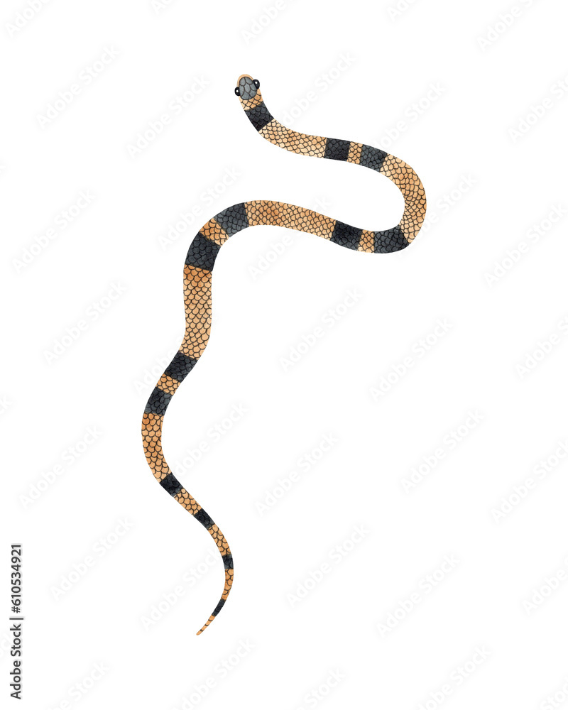 Fototapeta premium Watercolor Yellow Striped Snake illustration. Isolated on white background. Watercolour reptile