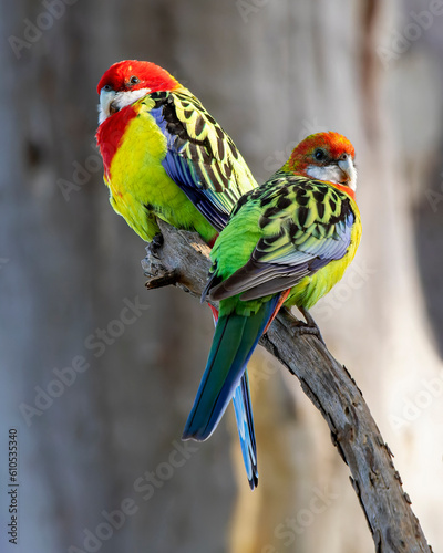 Eastern Rosella (Platycercus eximius)