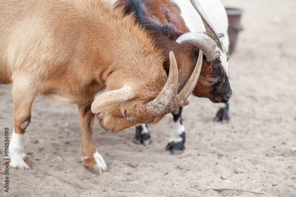 Jolly horned goats and small spotted goats play on the farm. Jolly horned goats and small spotted goats play on the farm.