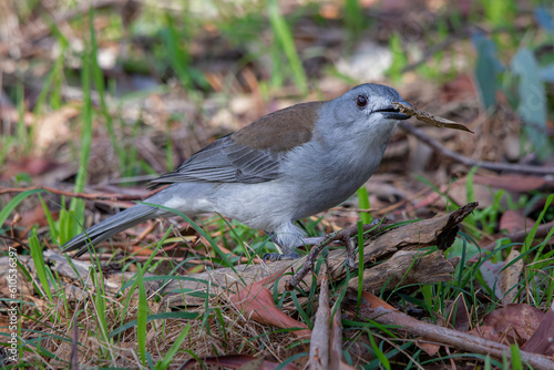 Grey Shrikethrush (Colluricincla harmonica) photo