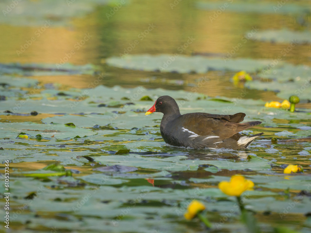 An adult common moorhen swimming in pond An adult common moorhen swimming in pond
