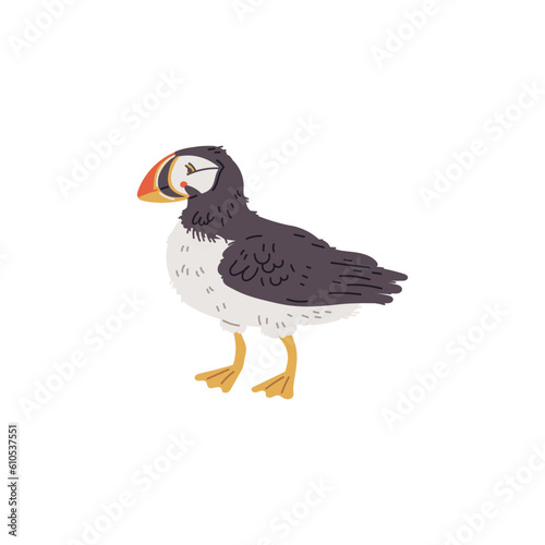 Vector illustration of an puffin, unique bird with a bright beak, isolated on white background