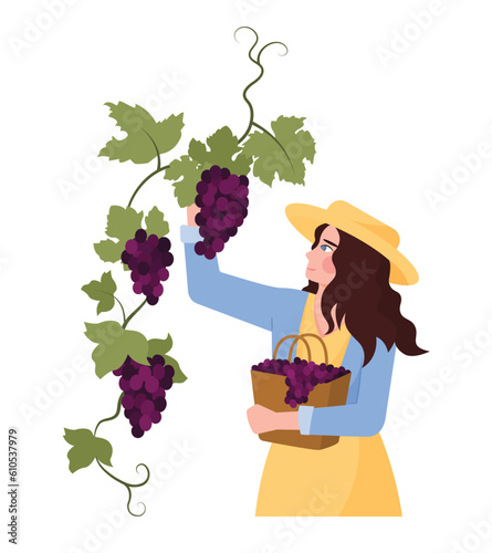 Cartoon girl picking bunches of grapes for wine production. Woman dealing with winemaking process. Young people making alcohol drinks. Vector flat style illustration