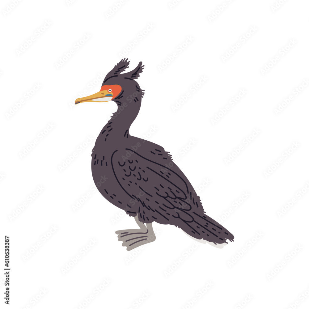 Vector illustration of an cormorant, isolated on white background Vector illustration of an cormorant, isolated on white background