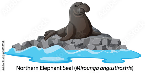 Northern elephant seal on isolated rock island