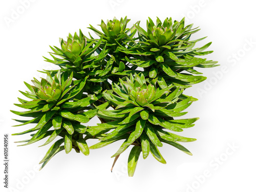 A cluster of Rhodiola rosea isolated on transparent background. 