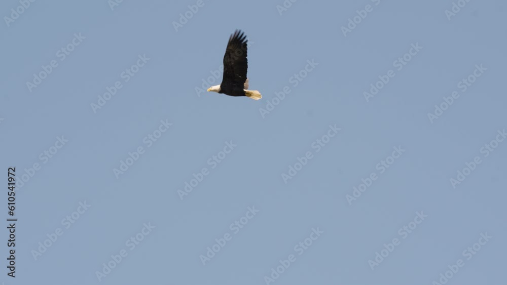 magnificent bald eagle flying against blue-sky background. tracking shot magnificent bald eagle flying against blue-sky background. tracking shot