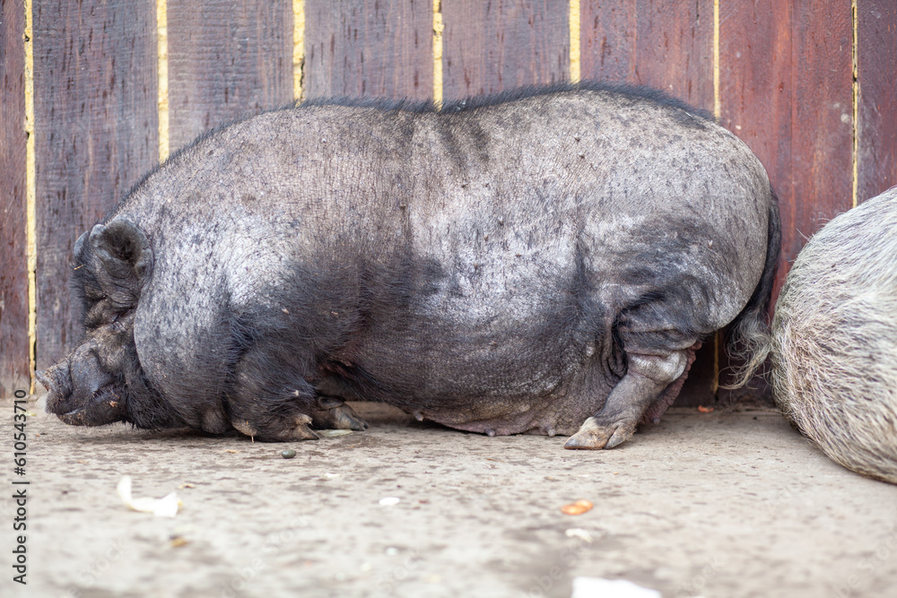 A fat pink and black pot-bellied pig lies on a farm. fat and ugly wild pig sleeping. A fat pink and black pot-bellied pig lies on a farm. fat and ugly wild pig sleeping.