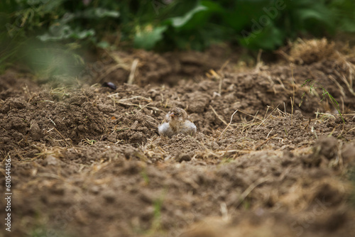 Stieglitz oder Distelfink, junges im Garten, versteckt sich. 