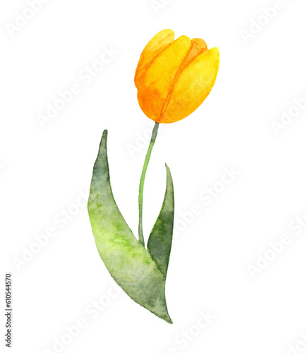 Yellow tulip flower. Realistic watercolor botanical illustration. Natural flower for creating cards, invitations, Valentine's Day, wedding, sale and other events.Hand drawn illustration.