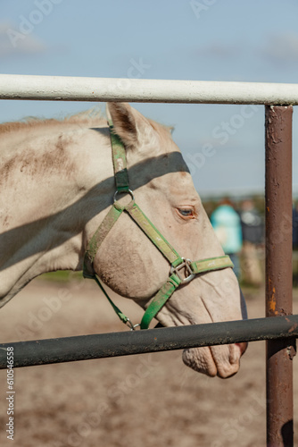 Photography white pearl akhal-teke horse breed in nature. sun glare