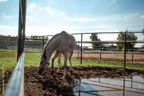 Photography white pearl akhal-teke horse breed in nature. sun glare