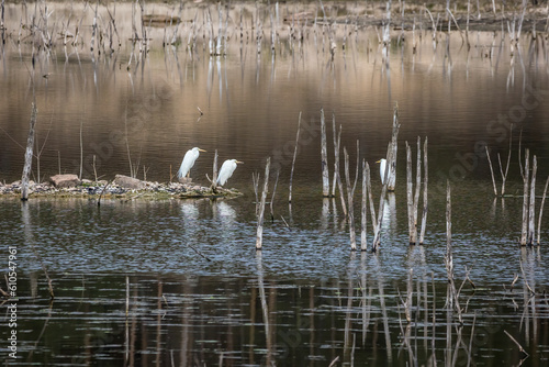 Great egrets standing at a little pond in a natural reserve next to Frankfurt in Hesse, Germany at a cloudy day in spring.